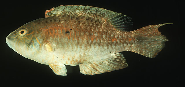 Oxycheilinus bimaculatus