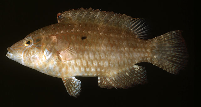 Oxycheilinus bimaculatus