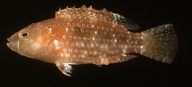 Oxycheilinus bimaculatus