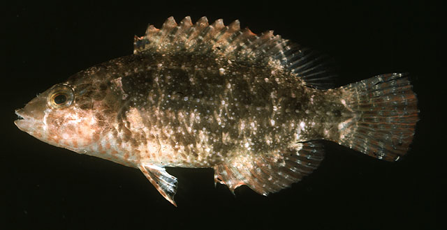 Oxycheilinus bimaculatus