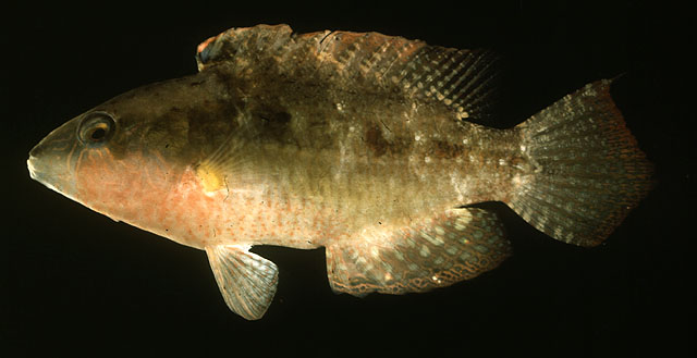 Oxycheilinus bimaculatus