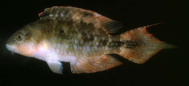 Oxycheilinus bimaculatus