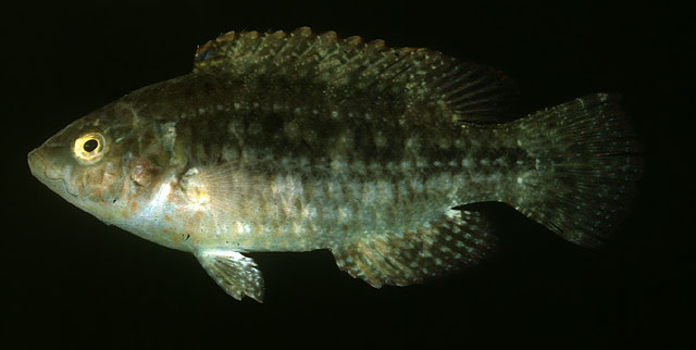 Oxycheilinus bimaculatus