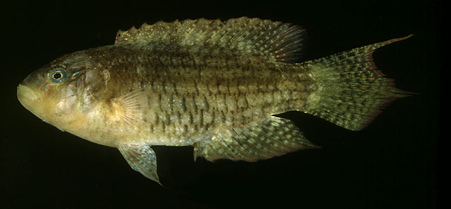 Oxycheilinus bimaculatus