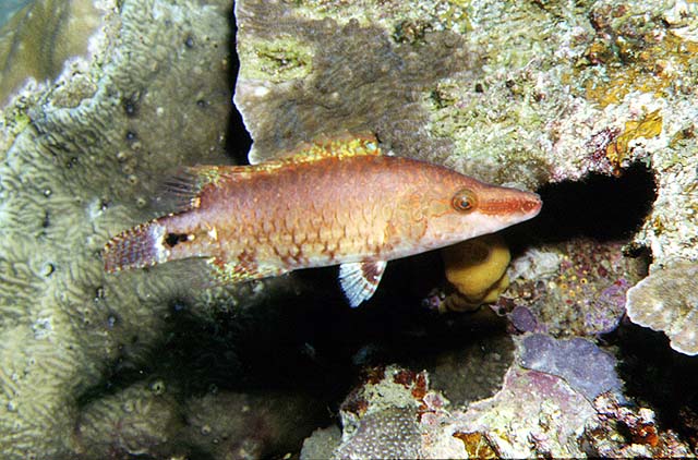 Oxycheilinus celebicus