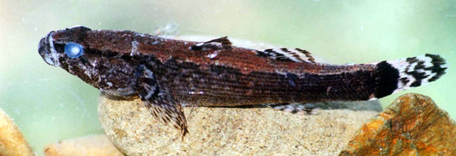 Bunaka gyrinoides