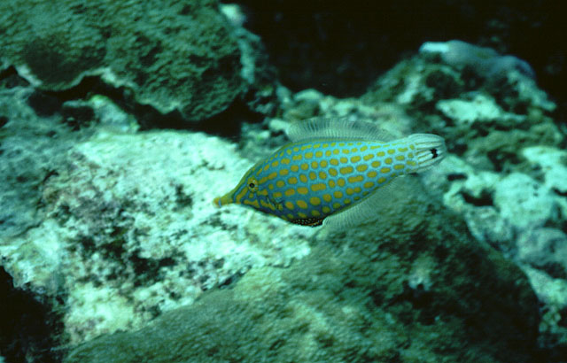 Oxymonacanthus longirostris