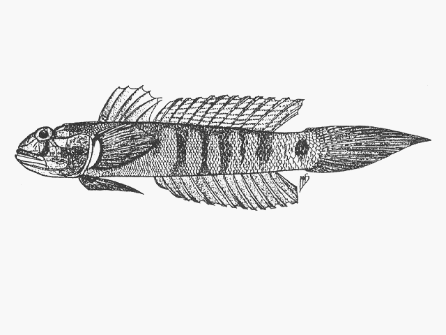 Oxyurichthys papuensis