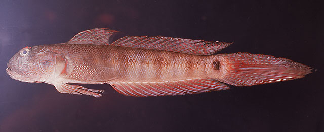 Oxyurichthys papuensis