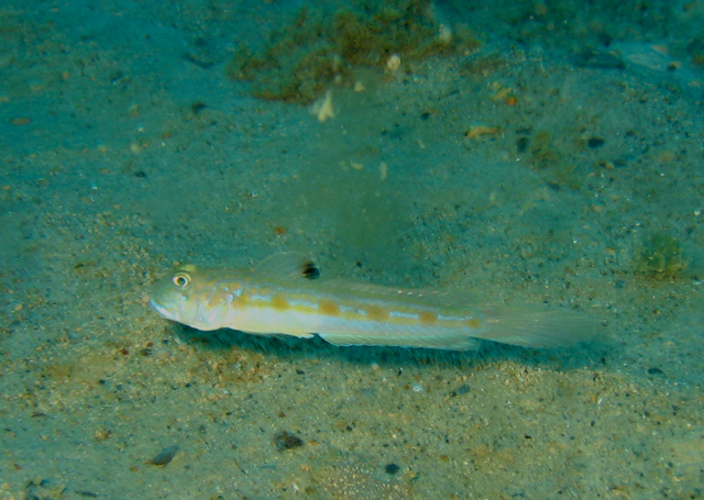 Oxyurichthys stigmalophius