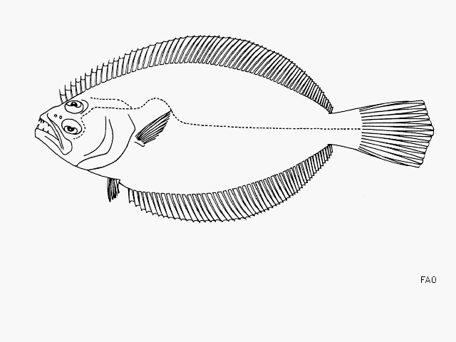 Paralichthys aestuarius