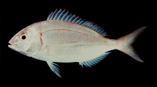 Pagellus affinis