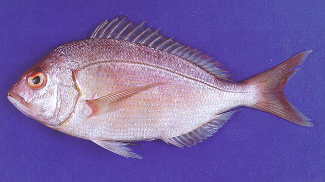 Pagellus affinis