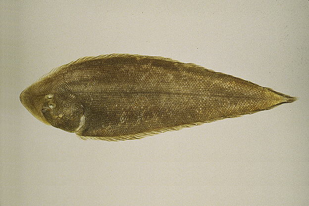 Paraplagusia blochii