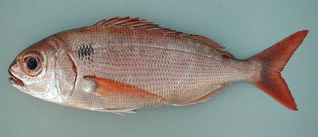 Pagellus bogaraveo