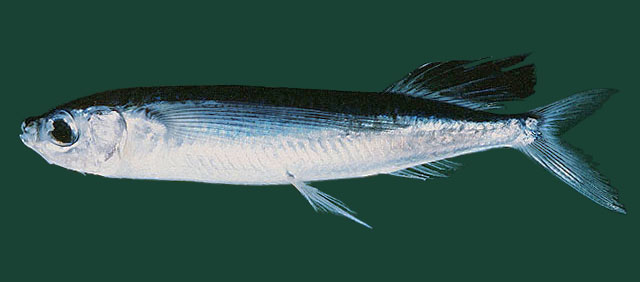 Parexocoetus brachypterus