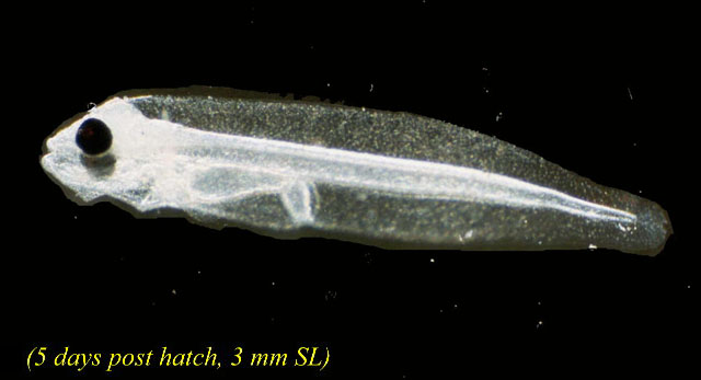 Paralichthys californicus