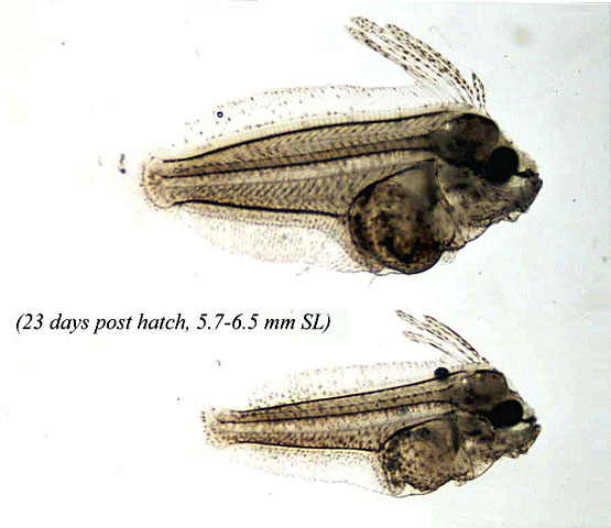 Paralichthys californicus