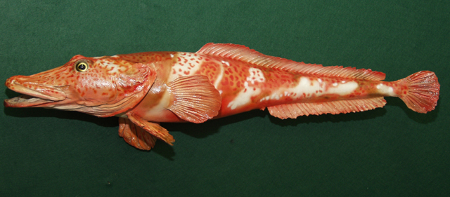 Parachaenichthys charcoti