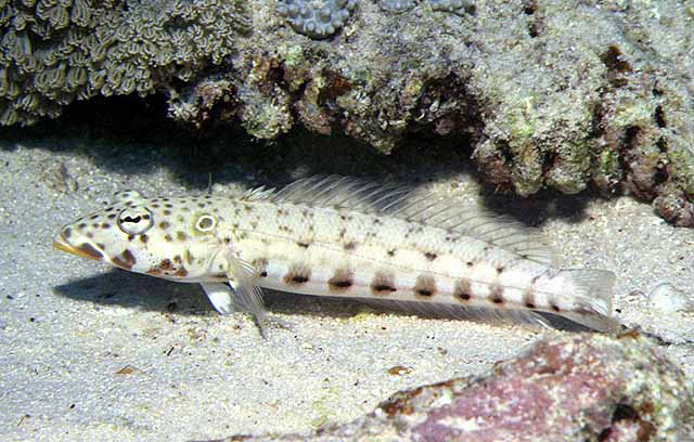 Parapercis clathrata