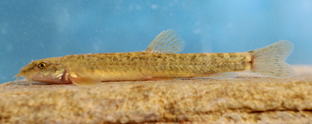 Paraschistura delvarii