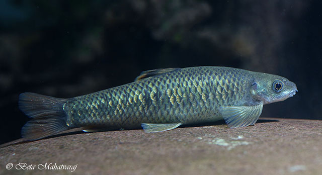 Parapsilorhynchus discophorus