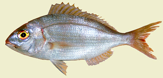 Pagellus erythrinus