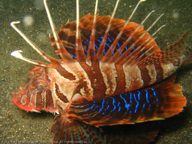 Parapterois heterura