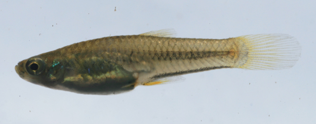 Pamphorichthys hollandi