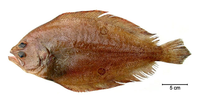 Paralichthys isosceles