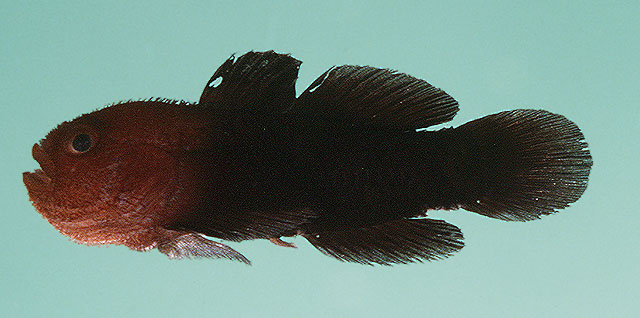 Paragobiodon modestus