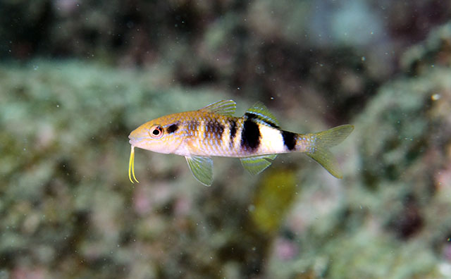 Parupeneus multifasciatus