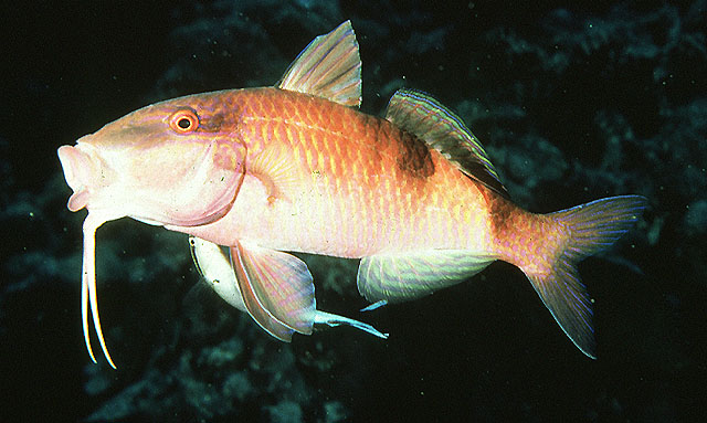 Parupeneus multifasciatus