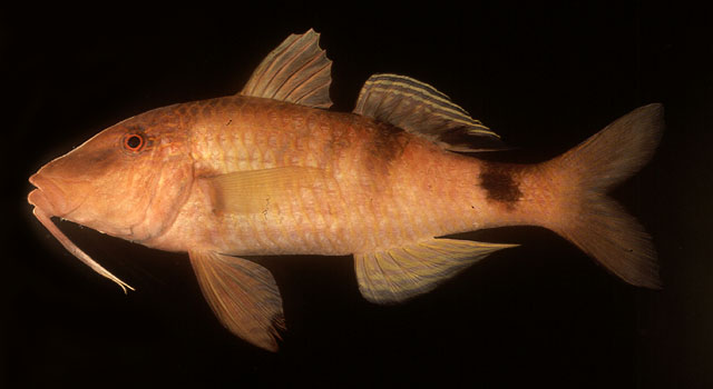 Parupeneus multifasciatus