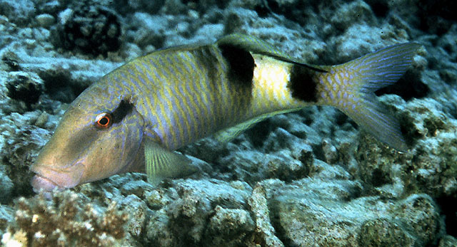 Parupeneus multifasciatus