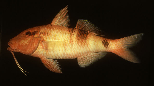 Parupeneus multifasciatus