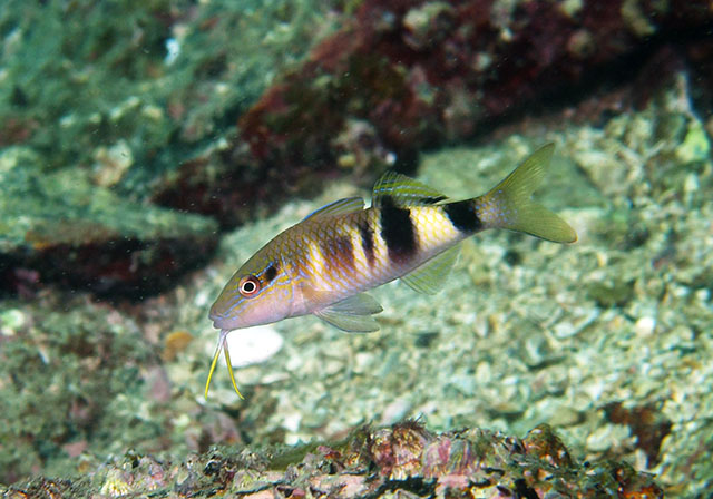 Parupeneus multifasciatus