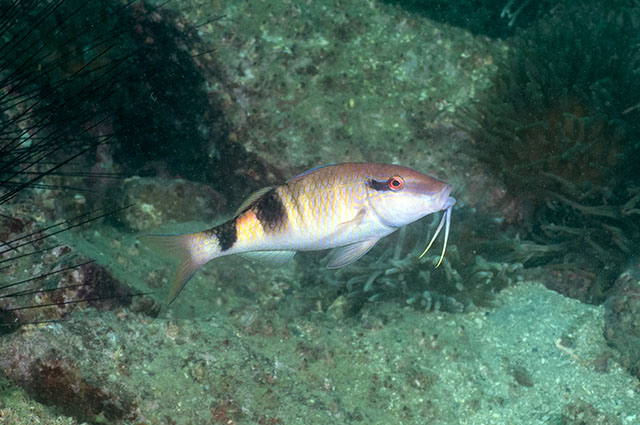 Parupeneus multifasciatus