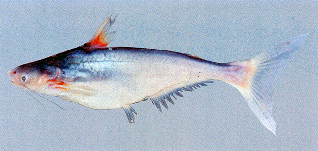 Pangasius myanmar