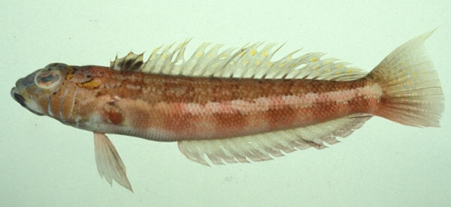 Parapercis pulchella