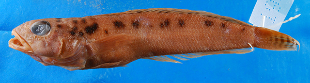 Parapercis punctata