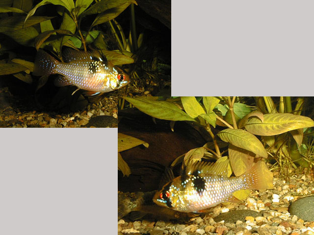 Mikrogeophagus ramirezi