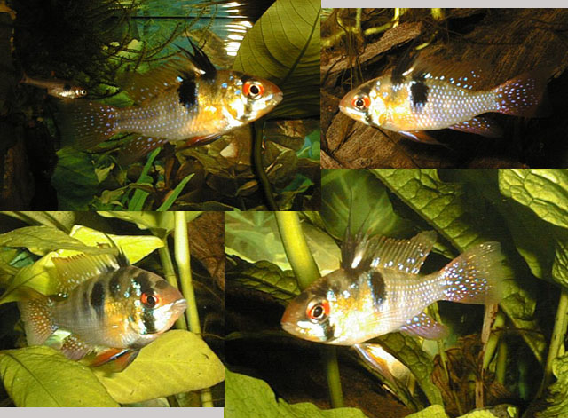 Mikrogeophagus ramirezi