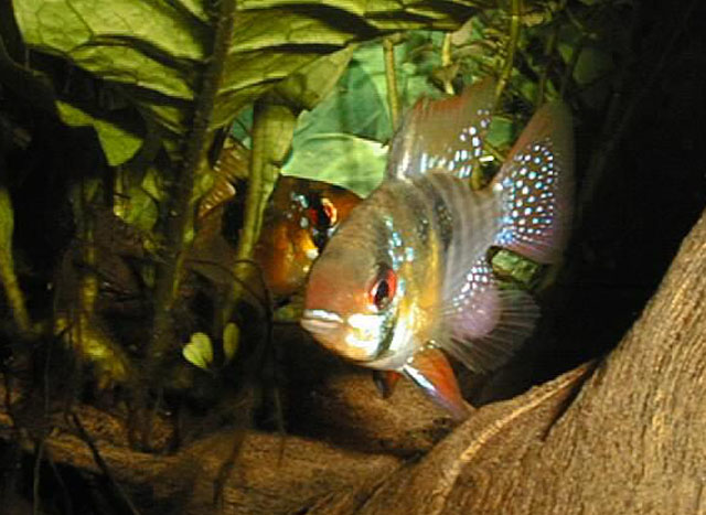 Mikrogeophagus ramirezi