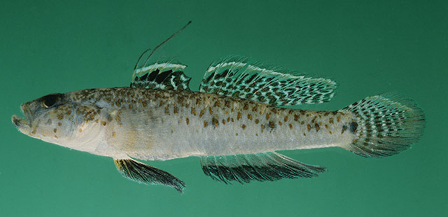 Favonigobius reichei