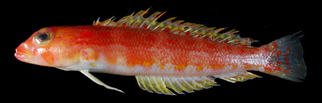 Parapercis rubromaculata