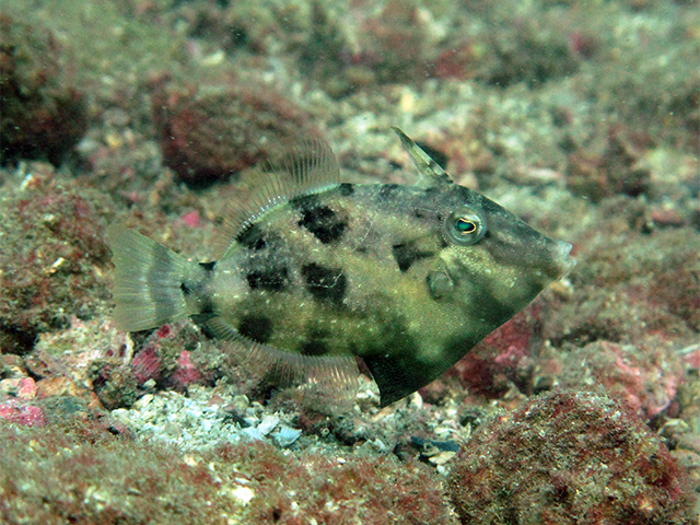 Paramonacanthus sulcatus