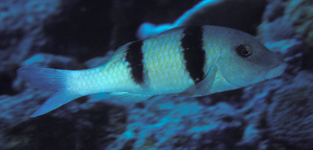 Parupeneus trifasciatus