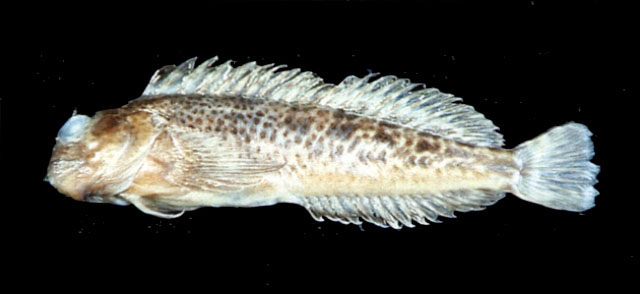 Parablennius yatabei