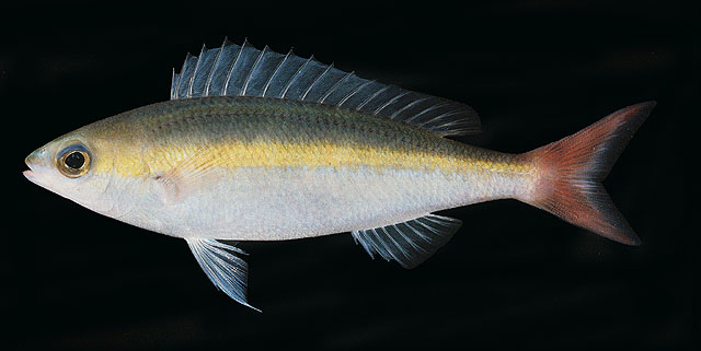 Pentapodus aureofasciatus